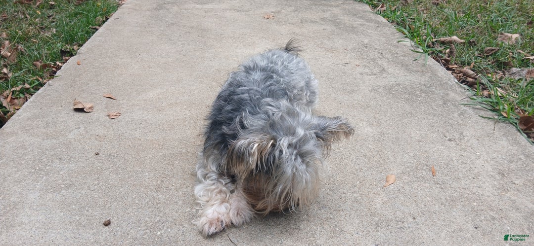 Yorkiepoo dogs for stud: Freddy Jrs - Ad 3