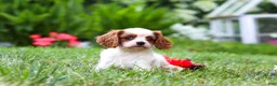 Cavalier King Charles Spaniel dogs for sale: Finley - Ad 6