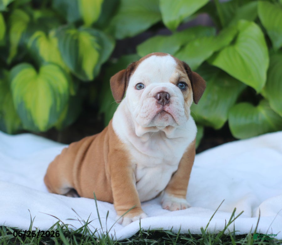 English Bulldog dogs Ruthie - Ad 2