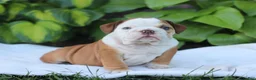English Bulldog dogs for sale: Ruthie - Ad 2