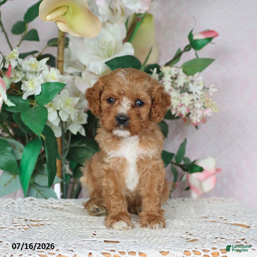 Cavapoo dogs Loki - Ad 2