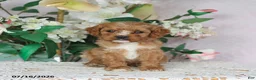 Cavapoo dogs for sale: Loki - Ad 2