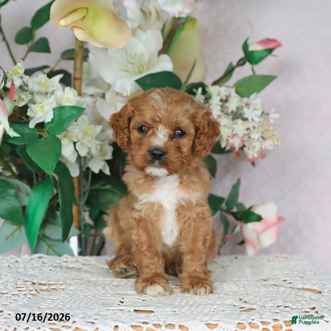 Cavapoo dogs for sale: Loki - Ad 2