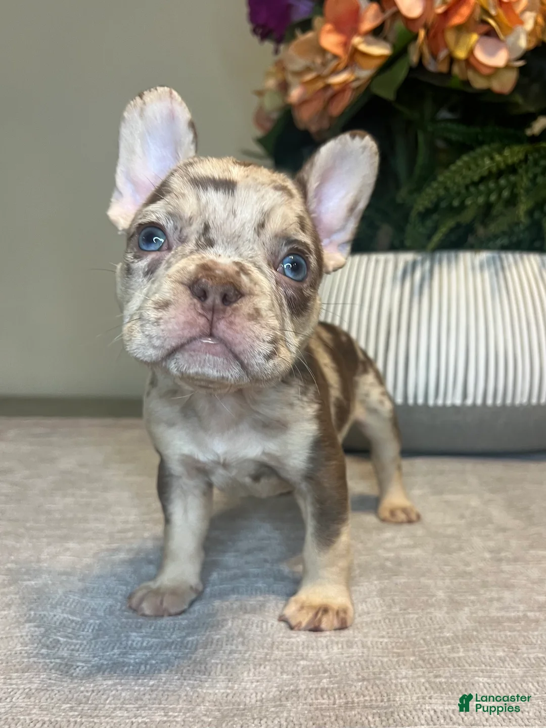 French Bulldog dogs for sale: Reese’s  - Ad 3