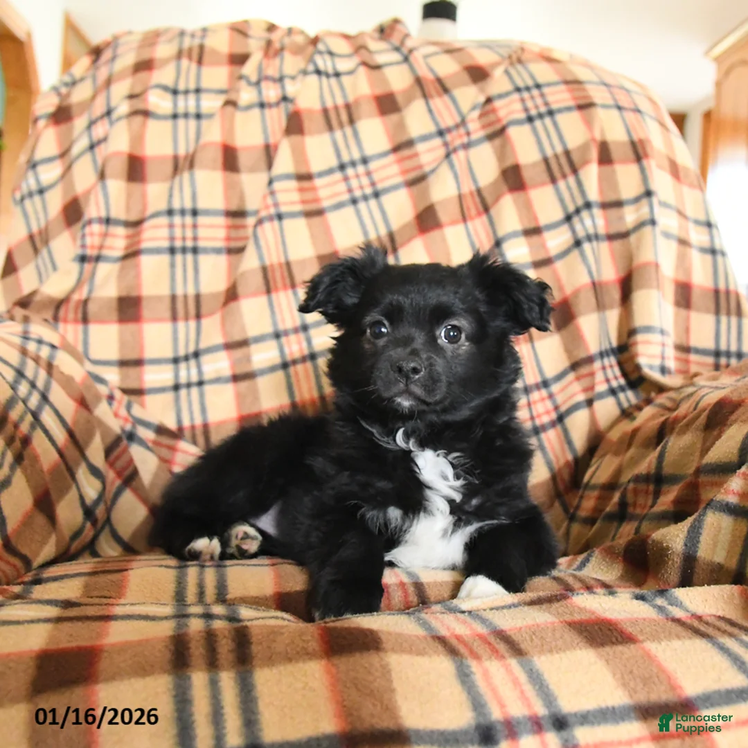 Miniature Australian Shepherd dogs for sale: Cocoa - Ad 4