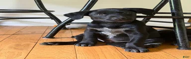 Mixed Breed 1