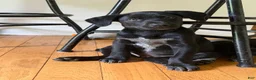 Mixed Breed dogs for sale: Mixed Breed 1 - Ad 1