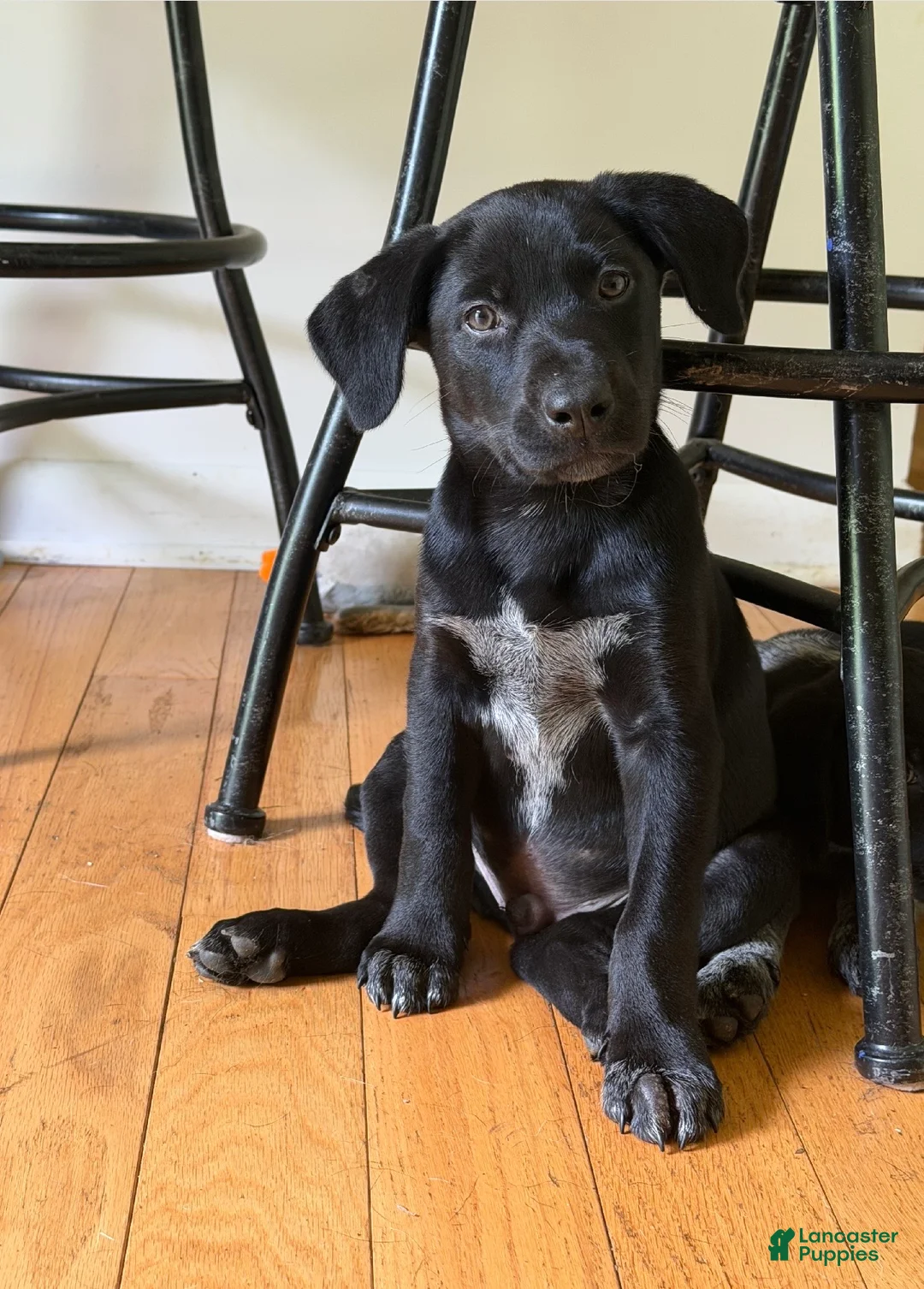 Mixed Breed dogs for sale: Mixed Breed 1 - Ad 1