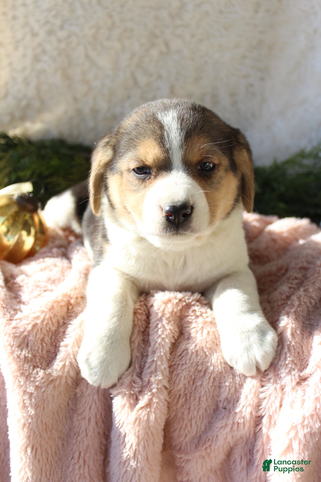 Mixed Breed dogs for sale: Stacey  - Ad 4