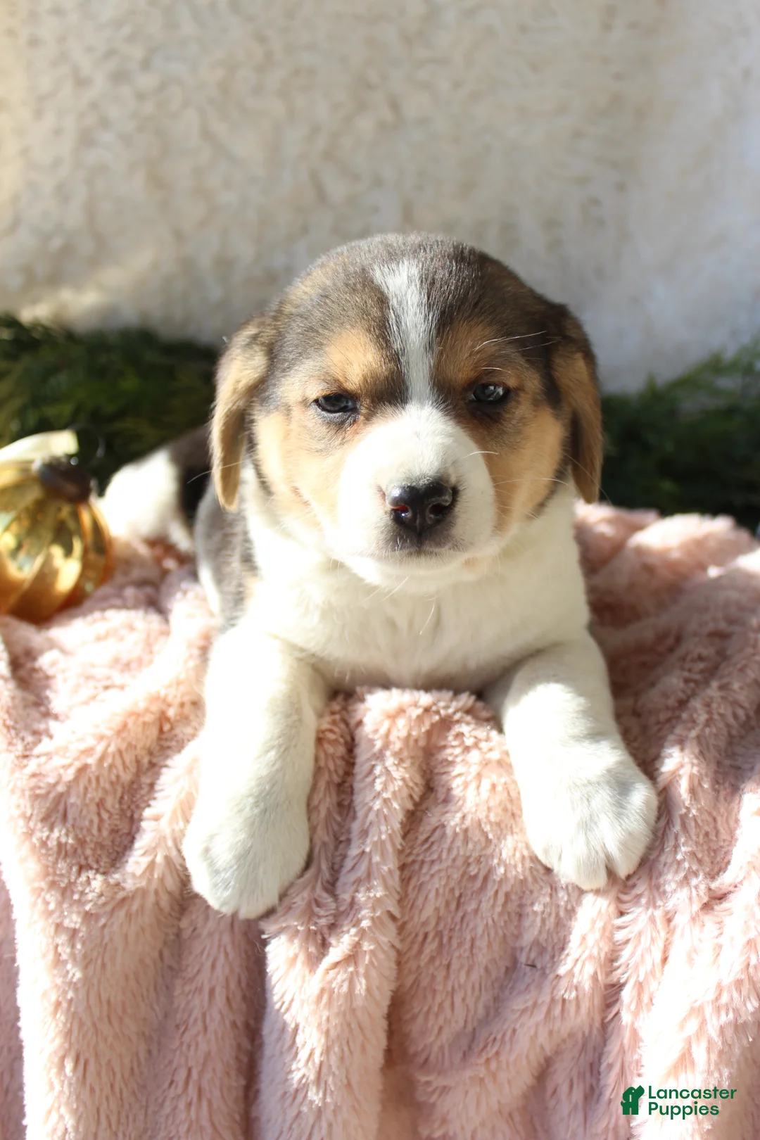 Mixed Breed dogs for sale: Stacey  - Ad 4