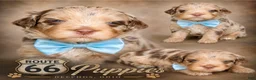 Bernedoodle dogs for sale: Bernedoodle 1 - Ad 1