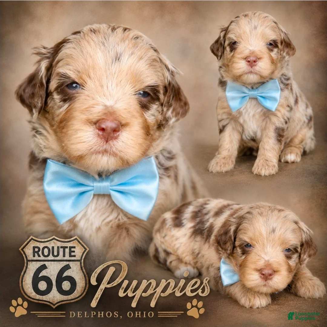 Bernedoodle dogs for sale: Bernedoodle 1 - Ad 1