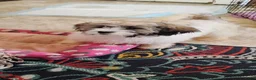 Teddy Bear dogs for sale: Teddy Bear 1 - Ad 4
