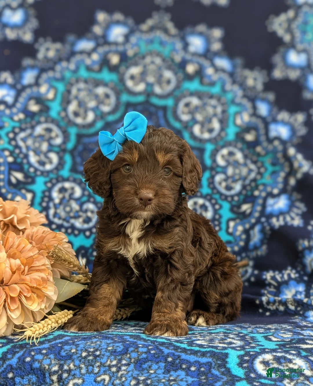 Cockapoo dogs for sale: Leah - Ad 1