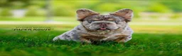 French Bulldog dogs for sale: French Bulldog Puppy 1 - Ad 5