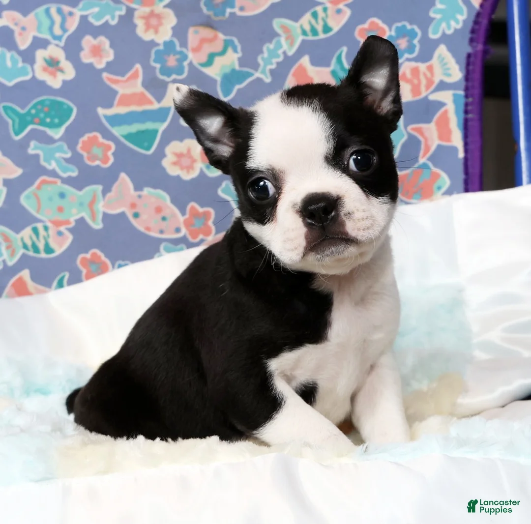 Boston Terrier dogs for sale: Misty - Ad 7
