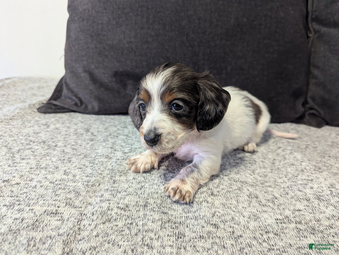 Miniature Dachshund dogs for sale: Luna - Ad 3