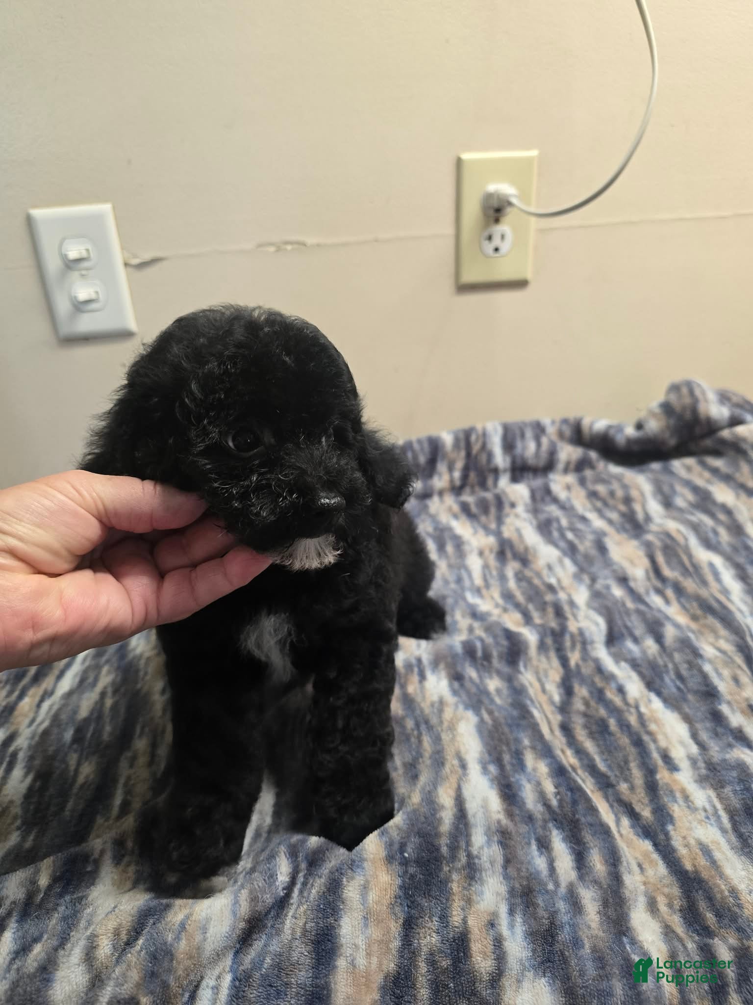 Miniature Poodle dogs CARTER - Ad 1