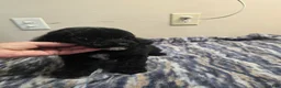 Miniature Poodle dogs for sale: CARTER - Ad 1
