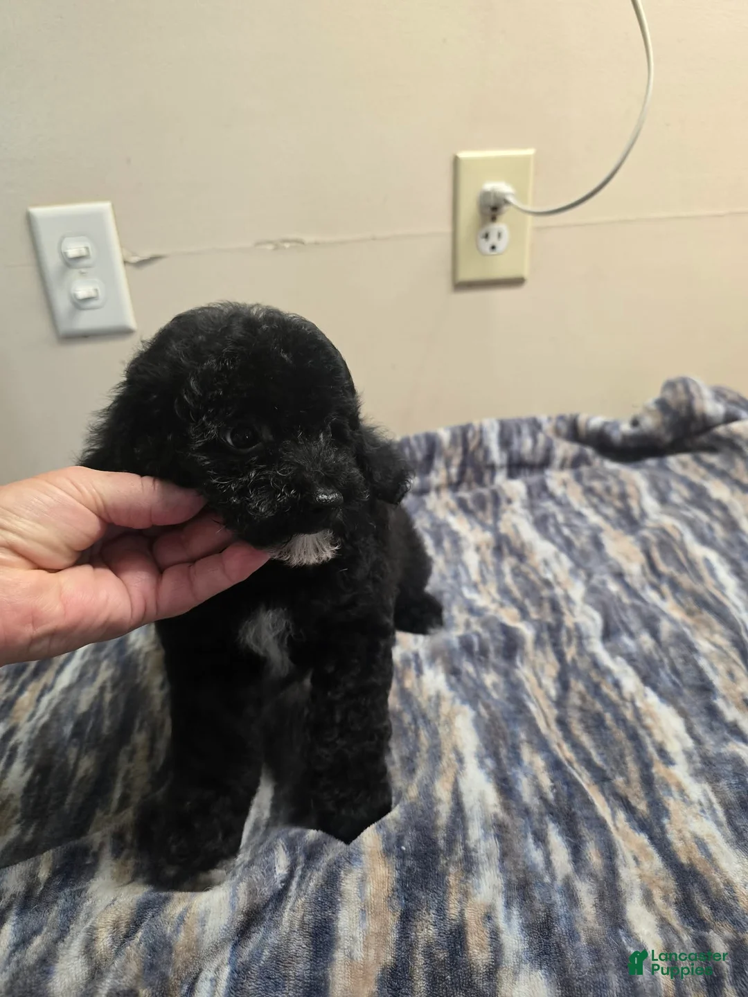 Miniature Poodle dogs for sale: CARTER - Ad 1