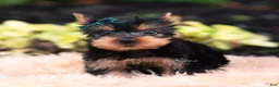 Yorkshire Terrier dogs for sale: Suki - Ad 3