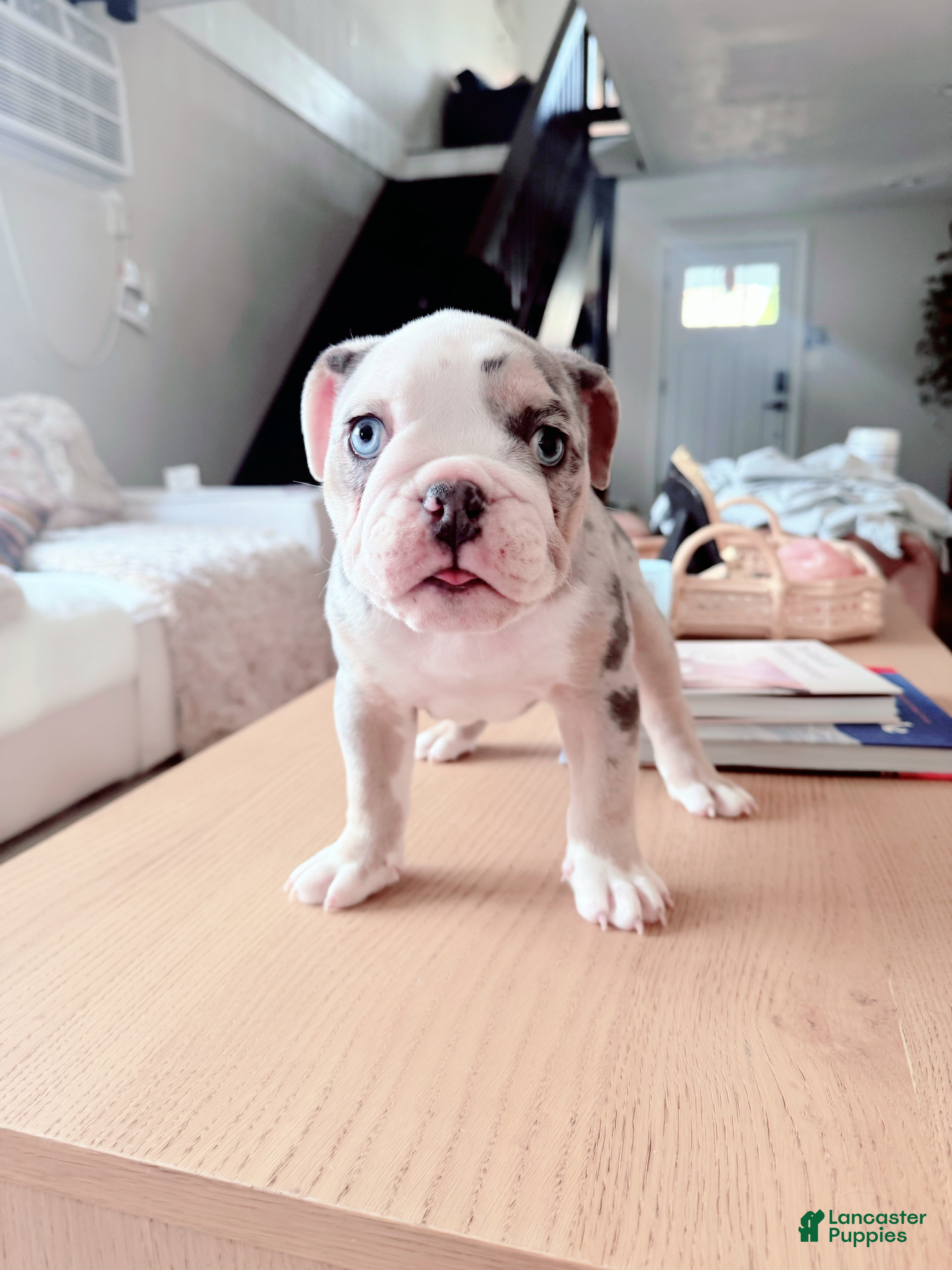 English Bulldog dogs English Bulldog Puppy 7 - Ad 31