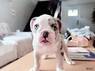 English Bulldog dogs English Bulldog Puppy 7 - Ad 31