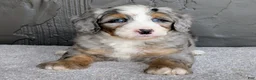 Mini Bernedoodle dogs for sale: Ryder  - Ad 1