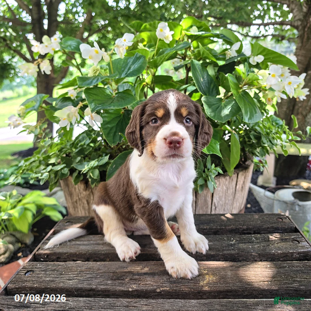English Springer Spaniel dogs for sale: Ember - Ad 1
