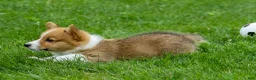Welsh Corgi Pembroke dogs for sale: Legend  - Ad 5