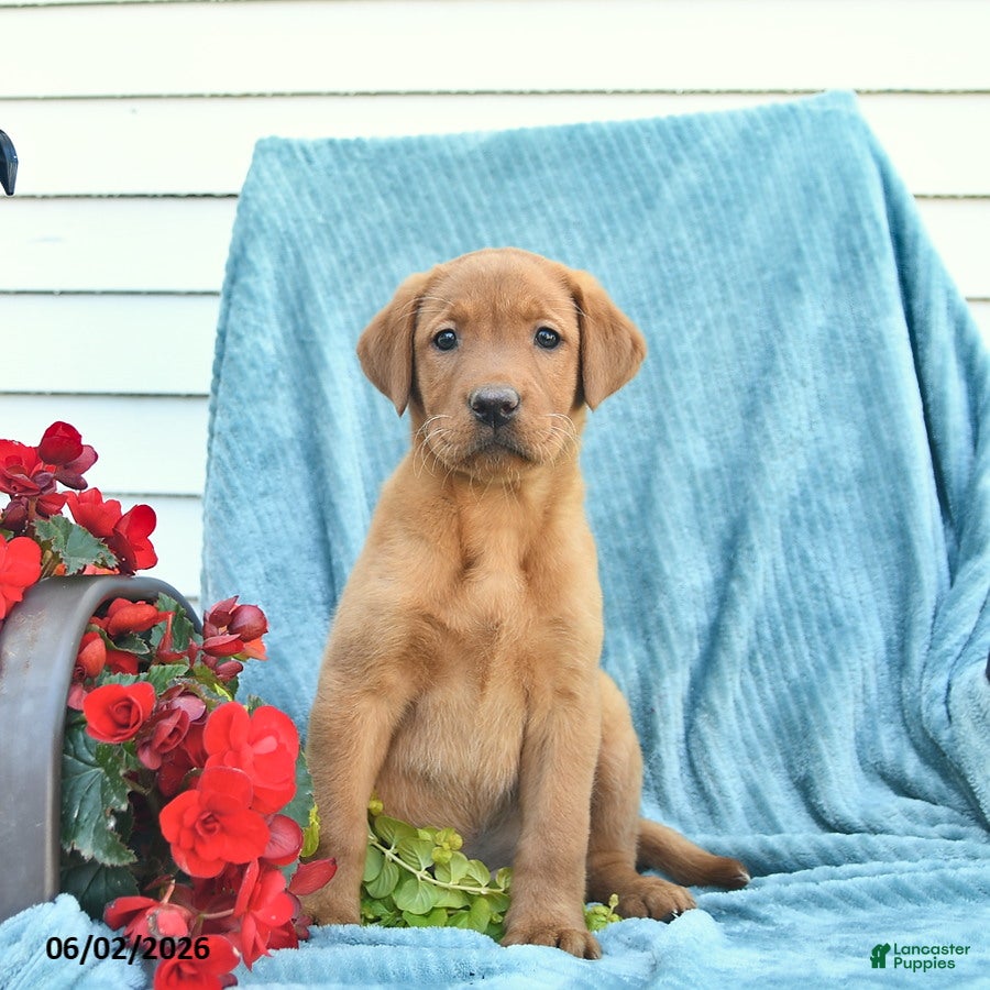 Labrador Retriever dogs for sale: Meadow  - Ad 3