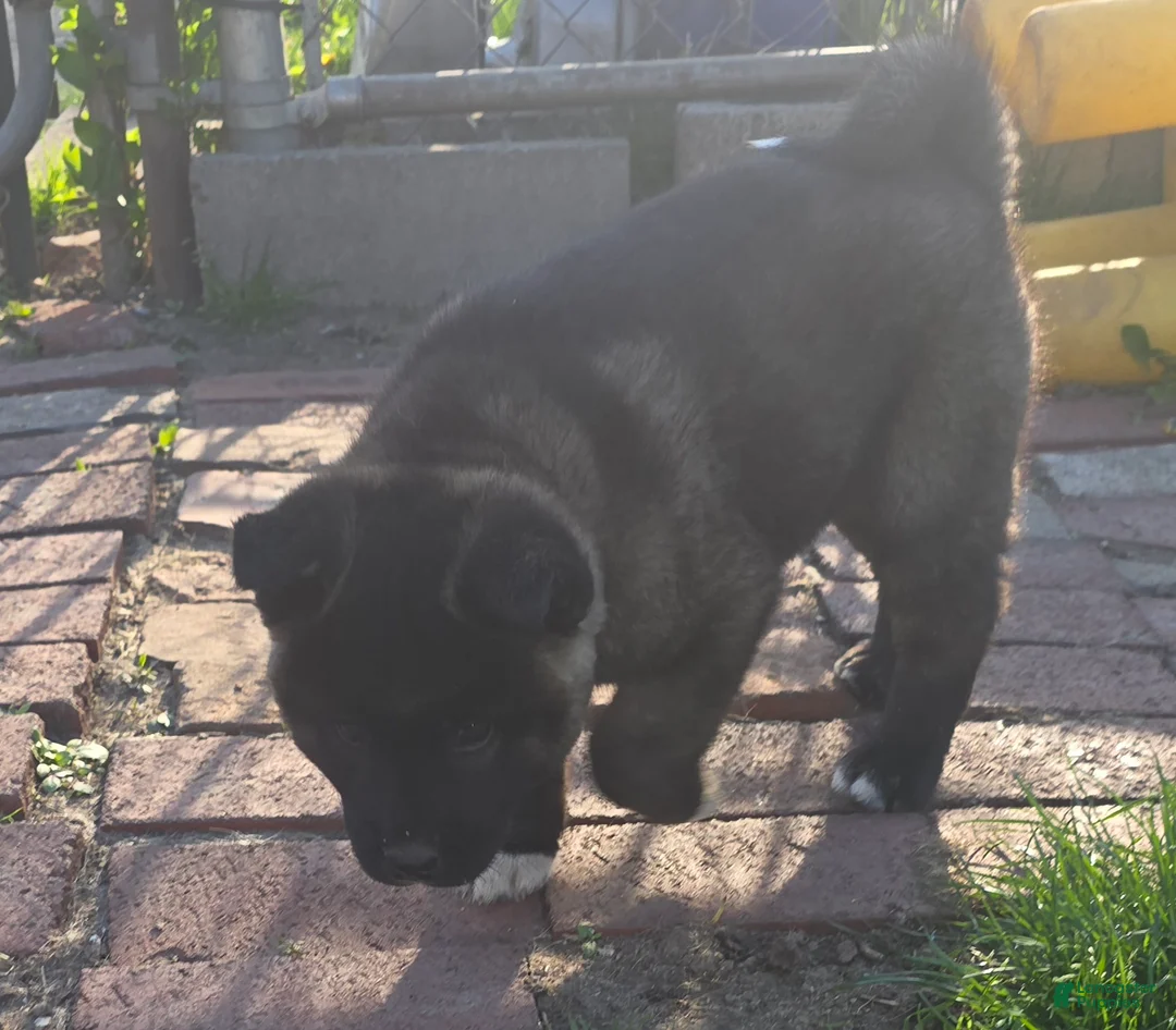 Akita dogs for sale: Akita Puppy 2 - Ad 1