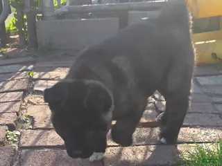 Akita dogs Akita Puppy 2 - Ad 4