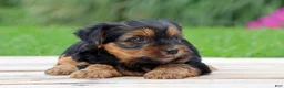 Yorkshire Terrier dogs for sale: Brinn - Ad 3