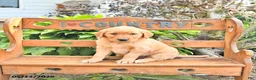 Golden Retriever dogs for sale: Bonnie - Ad 3
