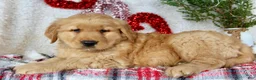 Golden Retriever dogs for sale: Tommy - Ad 8