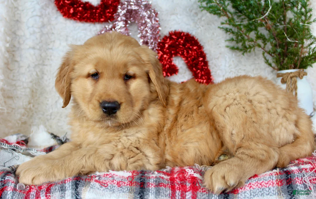 Golden Retriever dogs for sale: Tommy - Ad 8
