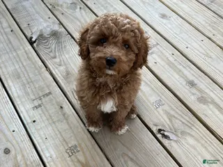 Mini Goldendoodle dogs Jax - Ad 15