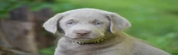 Labrador Retriever dogs for sale: Thunder - Ad 4