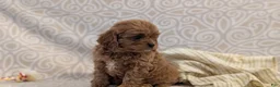 Cavapoo dogs for sale: Teddy - Ad 6
