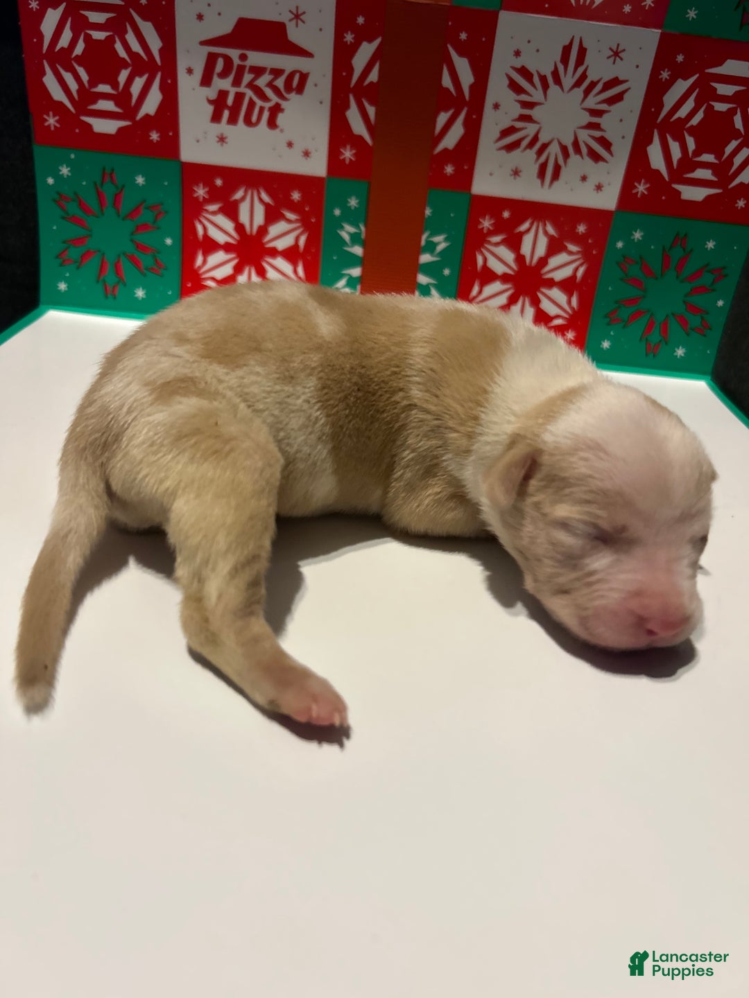 American Bully dogs for sale: American Bully Puppy 8 - Ad 3