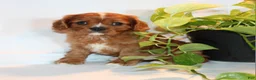 Cavalier King Charles Spaniel dogs for sale: Ricky  - Ad 9