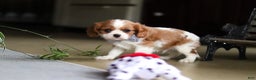 Cavalier King Charles Spaniel dogs for sale: Asher - Ad 8