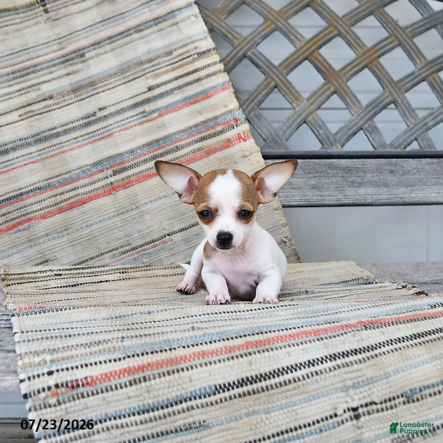Chiweenie dogs Adora - Ad 2