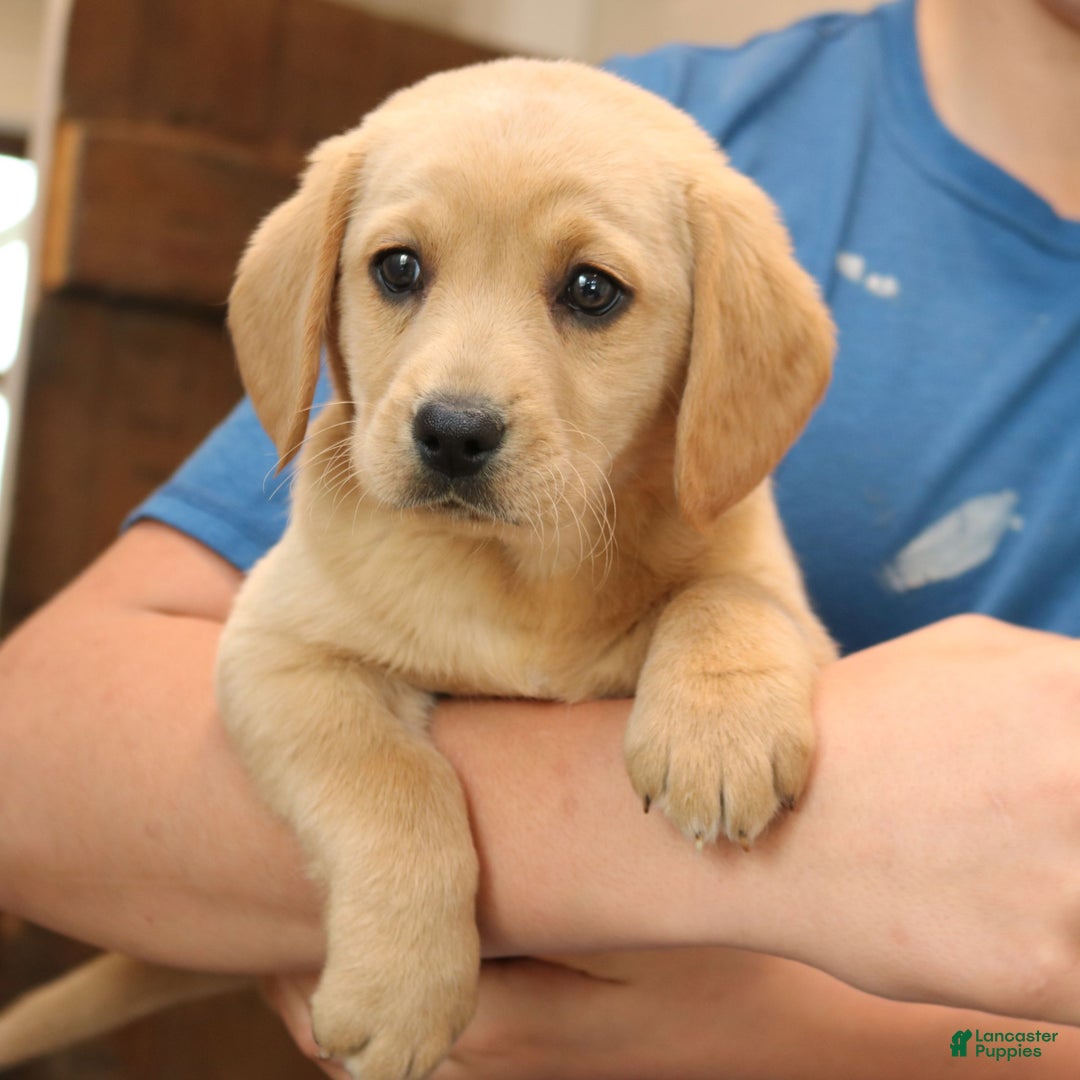 Mixed Breed dogs for sale: Ashley  - Ad 4