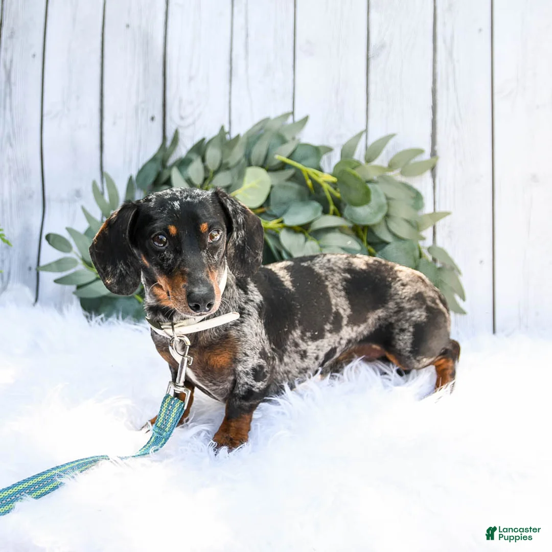 Miniature Dachshund dogs for sale: Becca - Ad 7