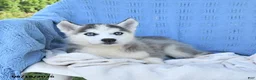 Siberian Husky dogs for sale: Natasha - Ad 5