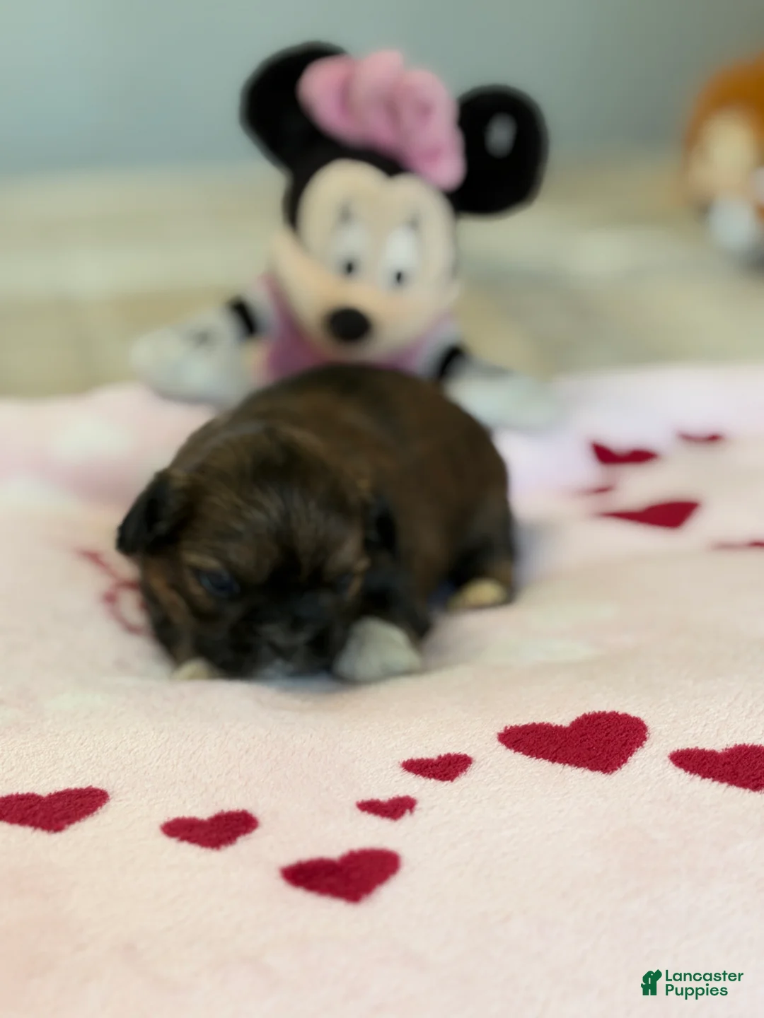 Shih Tzu dogs for sale: Ariel - Ad 2