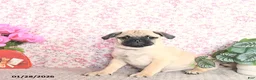 Pug dogs for sale: Lechito - Ad 1