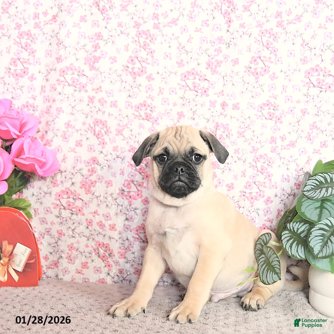 Pug dogs for sale: Lechito - Ad 1